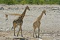 222 Etosha NP, giraf